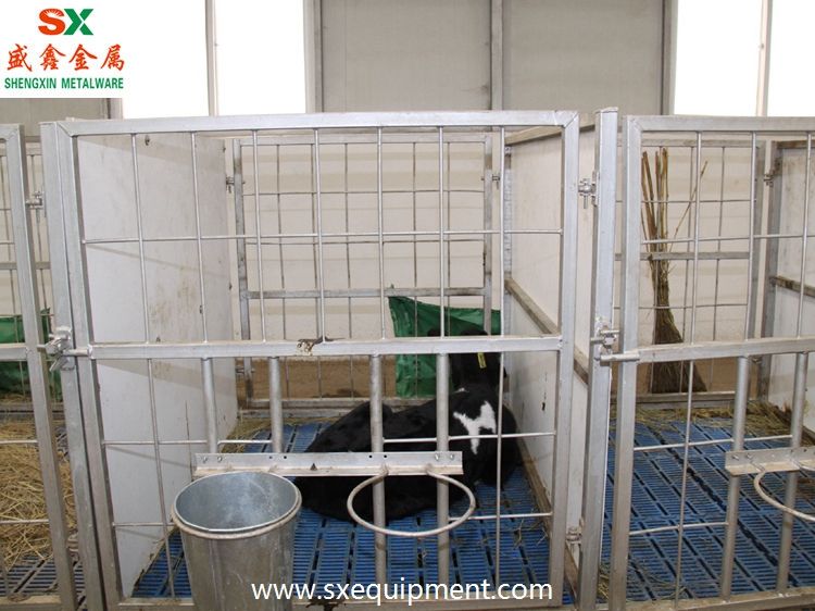 calf stall 3(001).jpg